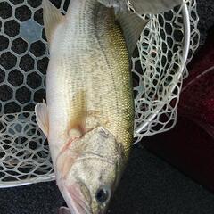 琵琶湖でバスボートをレンタルして釣りしませんか？
