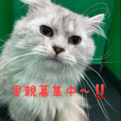 里親募集中～！！2022/10/23生短足ミヌエット♀チンチラシ...