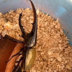 ヘラクレス　外国産カブトムシ　3匹セット