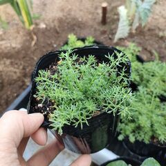 【ハーブ苗／花苗／野菜苗】各１００円販売していますの画像