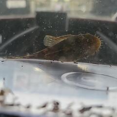 熱帯魚　プレコ　ブッシープレコ