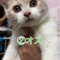 一時募集を停止させてもらっています。 - 猫