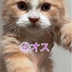 一時募集を停止させてもらっています。 - 里親募集