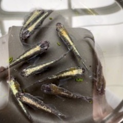 月華×○ヒレ長めだか