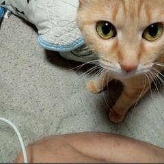 迷い猫