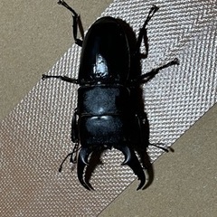 ヒラタクワガタペア