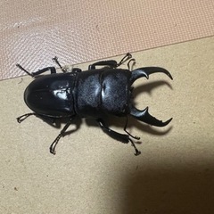 ヒラタクワガタペア1