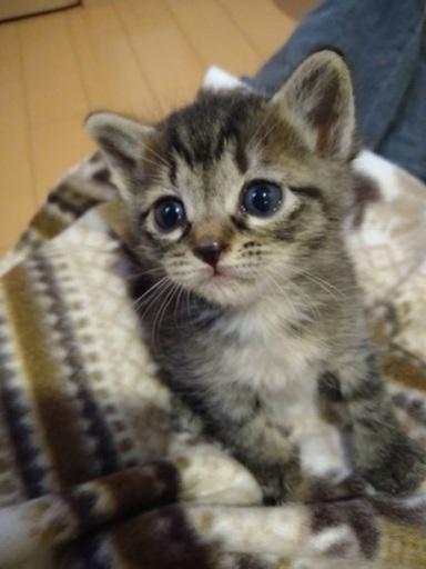 赤ちゃん猫4匹かわいいキジトラちゃん (ぶり金) 三郷の猫の里親