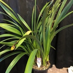 観葉植物　エンゼルナースユキ　洋ラン　シンビジューム　2