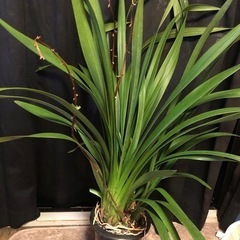 観葉植物　洋ラン　シンビジューム　　3