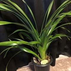 観葉植物　洋ラン　シンビジューム　4