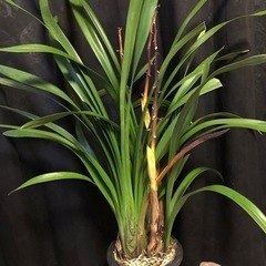 観葉植物　シンビジューム　洋ラン　5