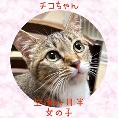 甘えん坊で抱っこ大好き【譲渡会参加】