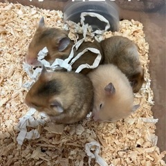 ハムスター里親募集　受付終了しました