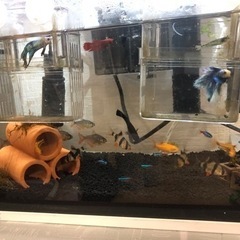 熱帯魚1式お売りします。