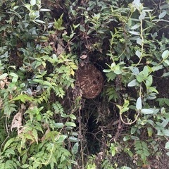 蜂駆除、鍵の開錠、バッテリーなどの生活サービスの画像