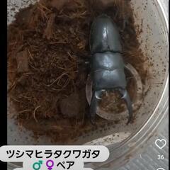 ツシマヒラタクワガタ１ペア3000円　３セット限定