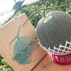 肥後グリーンメロン 秀品