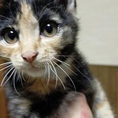 さつきちゃん(家族が決まりました)