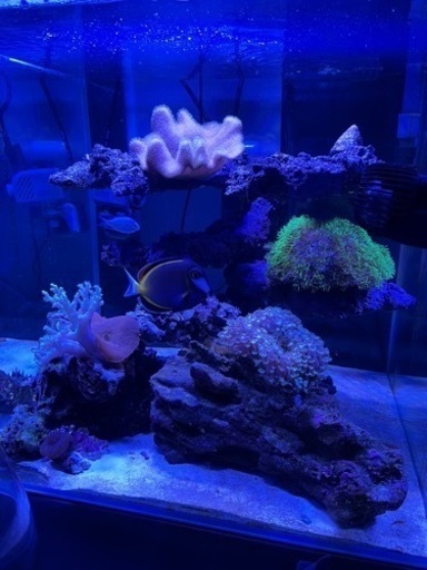 海水水槽　海水魚　サンゴ