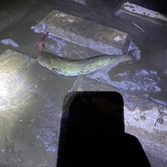 魚釣り