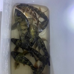 魚釣り - 瑞穂市
