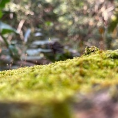 植栽工　募集中