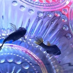 どじょうの画像