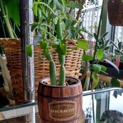 <<End of transaction>>【変わり者多肉植物】...