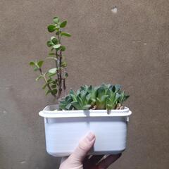 多肉植物