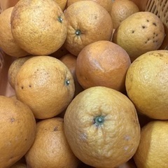 夏みかん B品10kg 