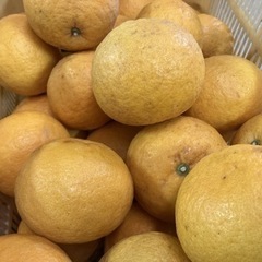 昔懐かし夏みかん10kg