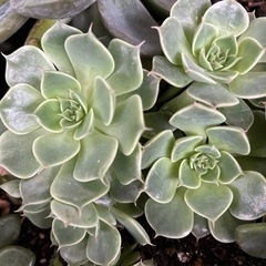 多肉植物色々
