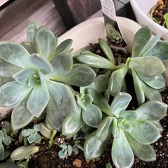 多肉植物色々の画像