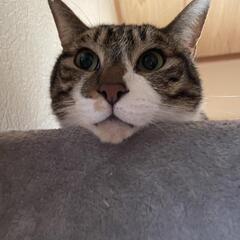 相模大野で猫の譲渡会に参加してくれる一般の方を募集しています。