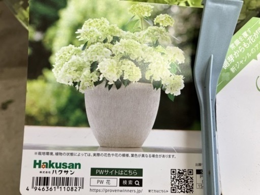 アジサイ ラグランジア シャンデリーニ 新品種