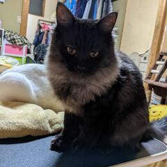1歳になつた猫ちゃん達から成猫ちゃん