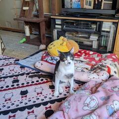 1歳になつた猫ちゃん達から成猫ちゃん - 氷見市
