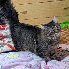 1歳になつた猫ちゃん達から成猫ちゃん - 猫