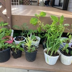 苗木どれでも二点500円