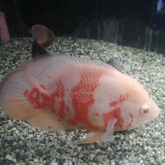 このペア決まりましたm(_ _)m別で出してますレッドオスカー残ってます。オスカーペア産卵間近！シクリッドの醍醐味を味わいませんか(^_^)ノの画像