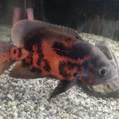 このペア決まりましたm(_ _)m別で出してますレッドオスカー残ってます。オスカーペア産卵間近！シクリッドの醍醐味を味わいませんか(^_^)ノの画像