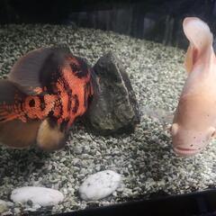 このペア決まりましたm(_ _)m別で出してますレッドオスカー残ってます。オスカーペア産卵間近！シクリッドの醍醐味を味わいませんか(^_^)ノの画像