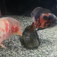 このペア決まりましたm(_ _)m別で出してますレッドオスカー残ってます。オスカーペア産卵間近！シクリッドの醍醐味を味わいませんか(^_^)ノの画像