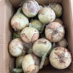 新玉ねぎ　玉ねぎ　たまねぎ　タマネギ　玉葱
