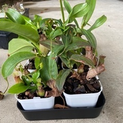 食虫植物　ネペンテス　ウツボカズラ　6鉢の画像