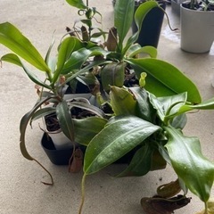 食虫植物　ネペンテス　ウツボカズラ　6鉢の画像