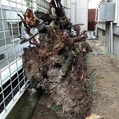 燃料・薪にお使いください　枯れ木　約１２本の画像