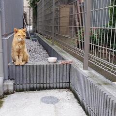 😺猫好きさんのための友だち作りカフェ会☕️