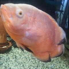 決まりましたm(_ _)mレッドオスカー珍しい「柄なし」の画像